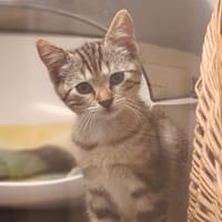 Elvis, chat à adopter