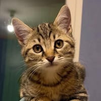 Paquerette [Chaton], chatte à adopter