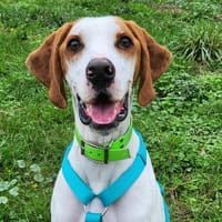VICKY, chien à adopter