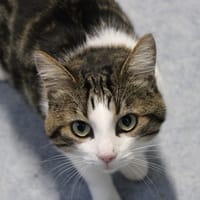 Lucien, chat à adopter