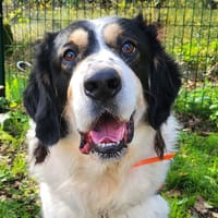 BISCOTTO, chien à adopter
