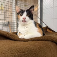 SHELBY, chatte à adopter