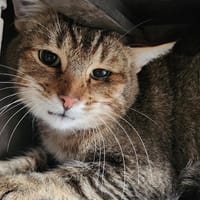 MERIADOC QCT, chat à adopter
