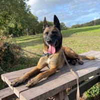 RAIDZ QCN, chien à adopter