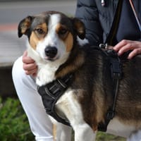 MIA, chienne à adopter