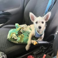 Viktor, un petit bijou, chien à adopter