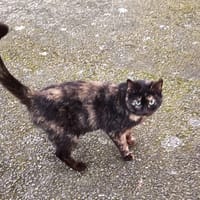 oria, chatte à adopter