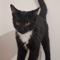 Between, chatte à adopter