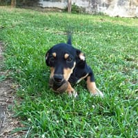 LIA, une pépite, chienne à adopter