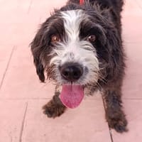 MARLY, chienne à adopter