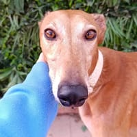LARS, chien à adopter