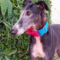 WALTER, chien à adopter