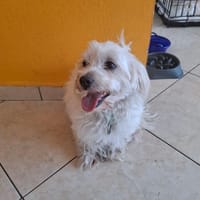 SHIKA, chienne à adopter