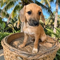 TUSCA, chienne à adopter