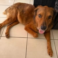 SWEETY, chien à adopter