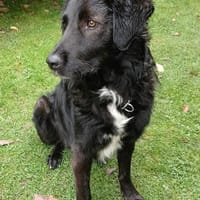 BIMBOzauberhafter Hundebub, schon auf PS in 21502 Hamwarde, Hund zur Adoption