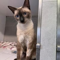 Marc - zutraulicher, aktiver Siam-Mix-Kater, Kater zur Adoption