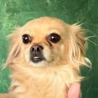 MINNIE kleines Hundemädchen, Hund zur Adoption