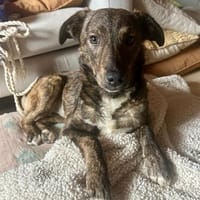 Leonie sucht ihr für immer zu Hause, Hündin zur Adoption