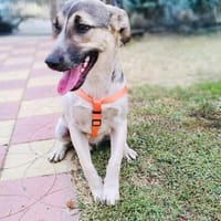 Josef sehr verschmust, Hund zur Adoption