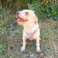 Gero sucht ein Zuhause, Hund zur Adoption