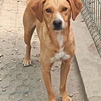 Selbi  ein lieber Hund sucht Menschen auf Pflegesstelle, Hund zur Adoption