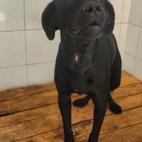 Dec, in Deutschland, Hund zur Adoption
