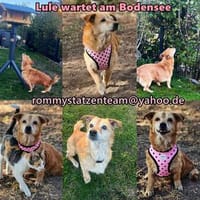 Lule - eine ausgesprochene liebe Hündin, Hündin zur Adoption