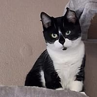 ZORROTTE, chatte à adopter