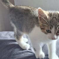 COCA, chat à adopter