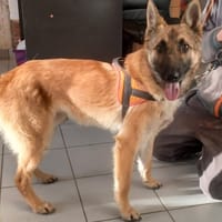 BERLIN, chien à adopter