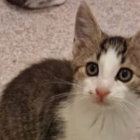 SCHWEPPES, chat à adopter