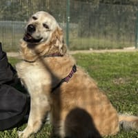 SHANAYA VAA, chienne à adopter