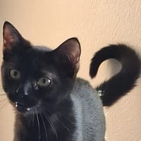 BAGHEERA, chatte à adopter
