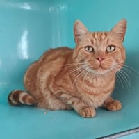 ROMEO, chat à adopter