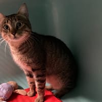 ULYSSE, chat à adopter