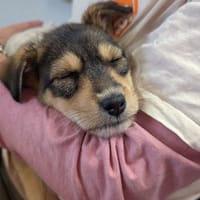 P'tite Loutre, chienne à adopter