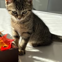 CHANTILLY QCT "A trouvé sa famille", chatte à adopter
