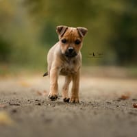 Burton, chien à adopter