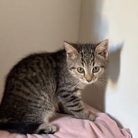 TACOS QCT, chatte à adopter