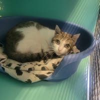 OLI, chatte à adopter