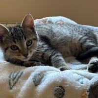 BAGEL QCT, chatte à adopter