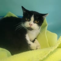 KUMA, chatte à adopter