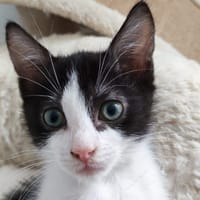 Bernard [Chaton], chat à adopter