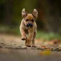 Sienna, chienne à adopter