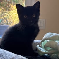 CÂLIN QCT, chatte à adopter