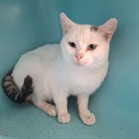 FLOCON, chat à adopter