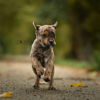 Raven, chienne à adopter