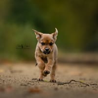 Rowan, chien à adopter