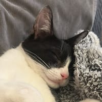 LUFFY, chat à adopter